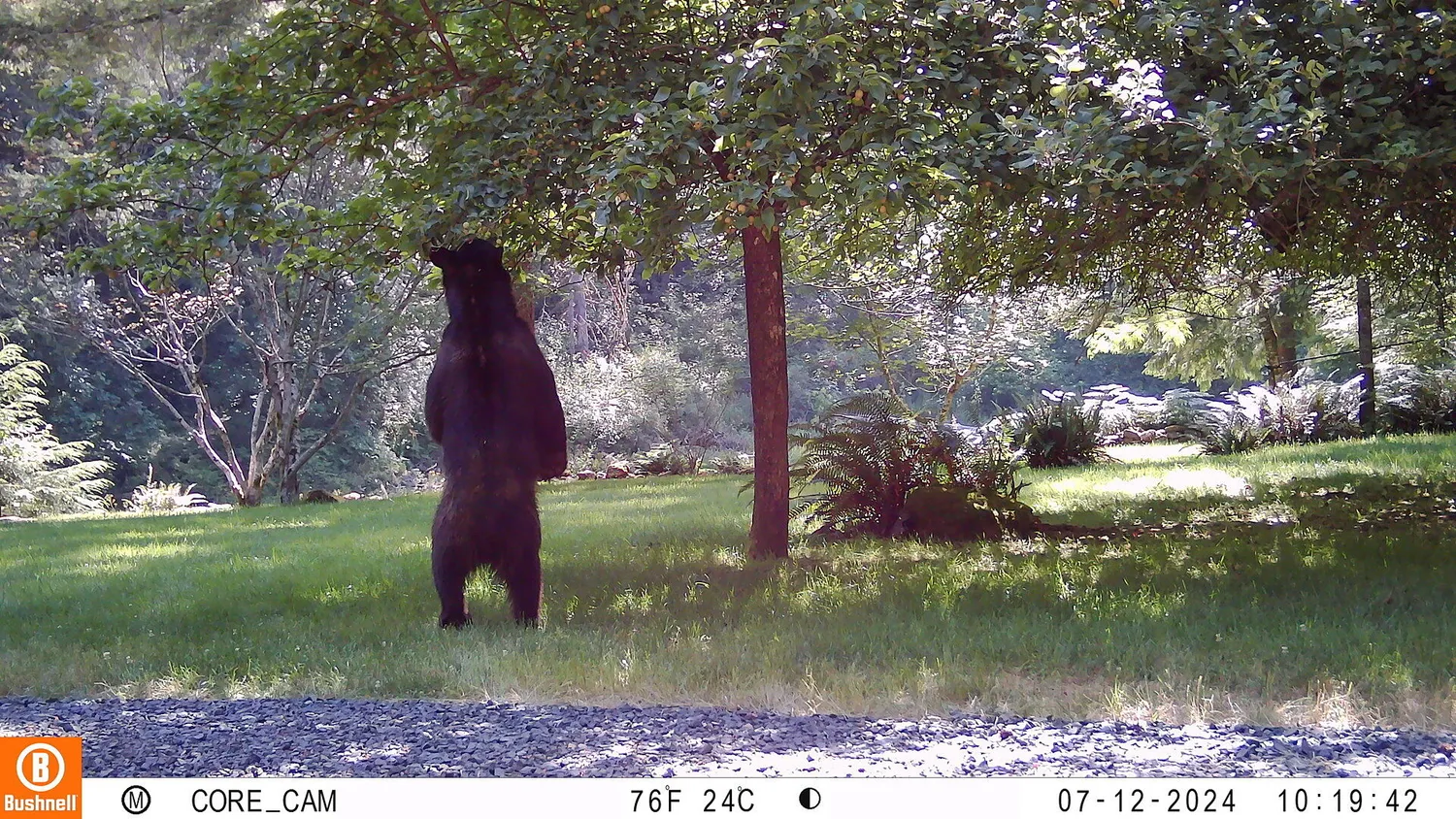Bushnell CORE DS-4K wildcamera No Glow