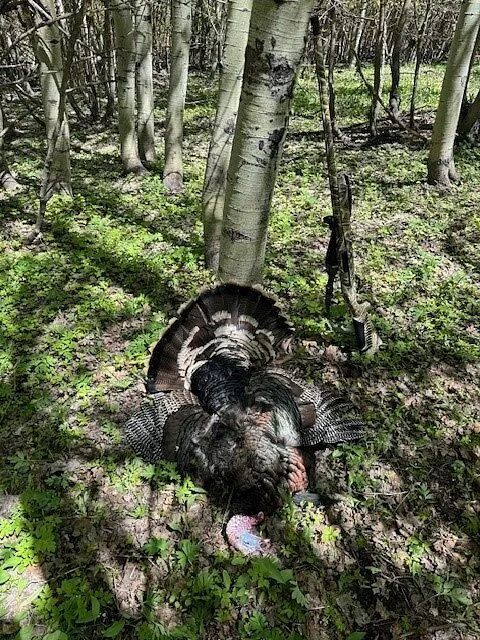 Bushnell RXM-300 reflexvizier 4 MOA groot venster